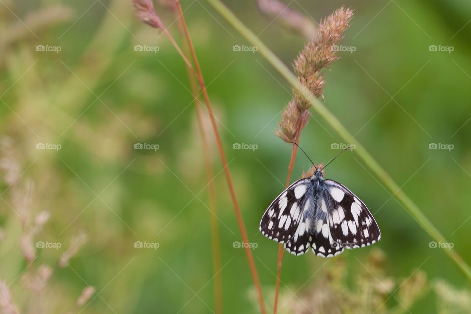Small butterfly on the grass