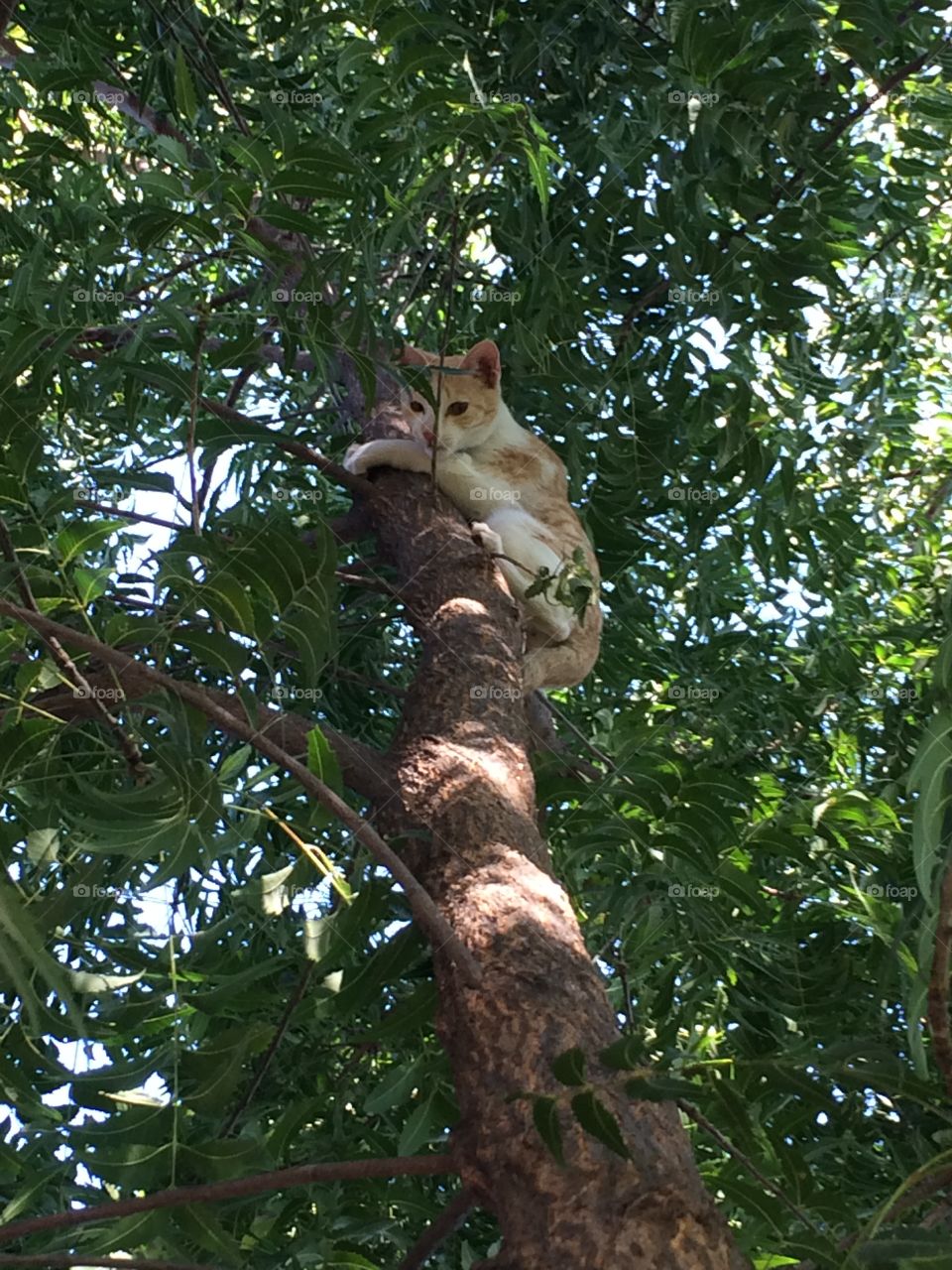 A cat what a surprise ! A orange furry animal cute at as a rabbit dangerous like a lion . A selfish disciplined creature with a cute face. Up up high in a tree 🌳!🐈