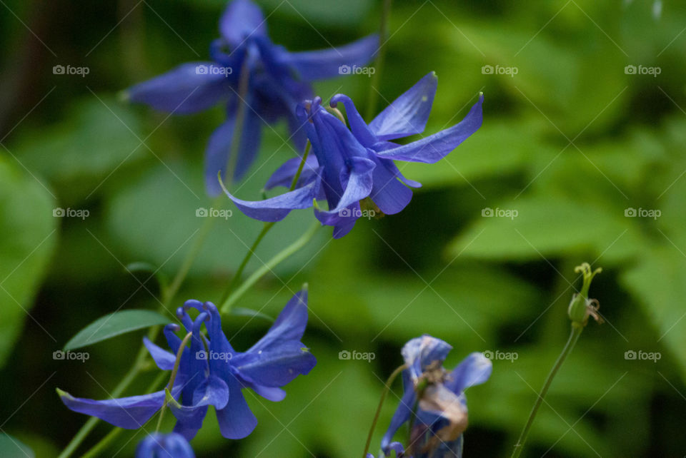 Columbine 