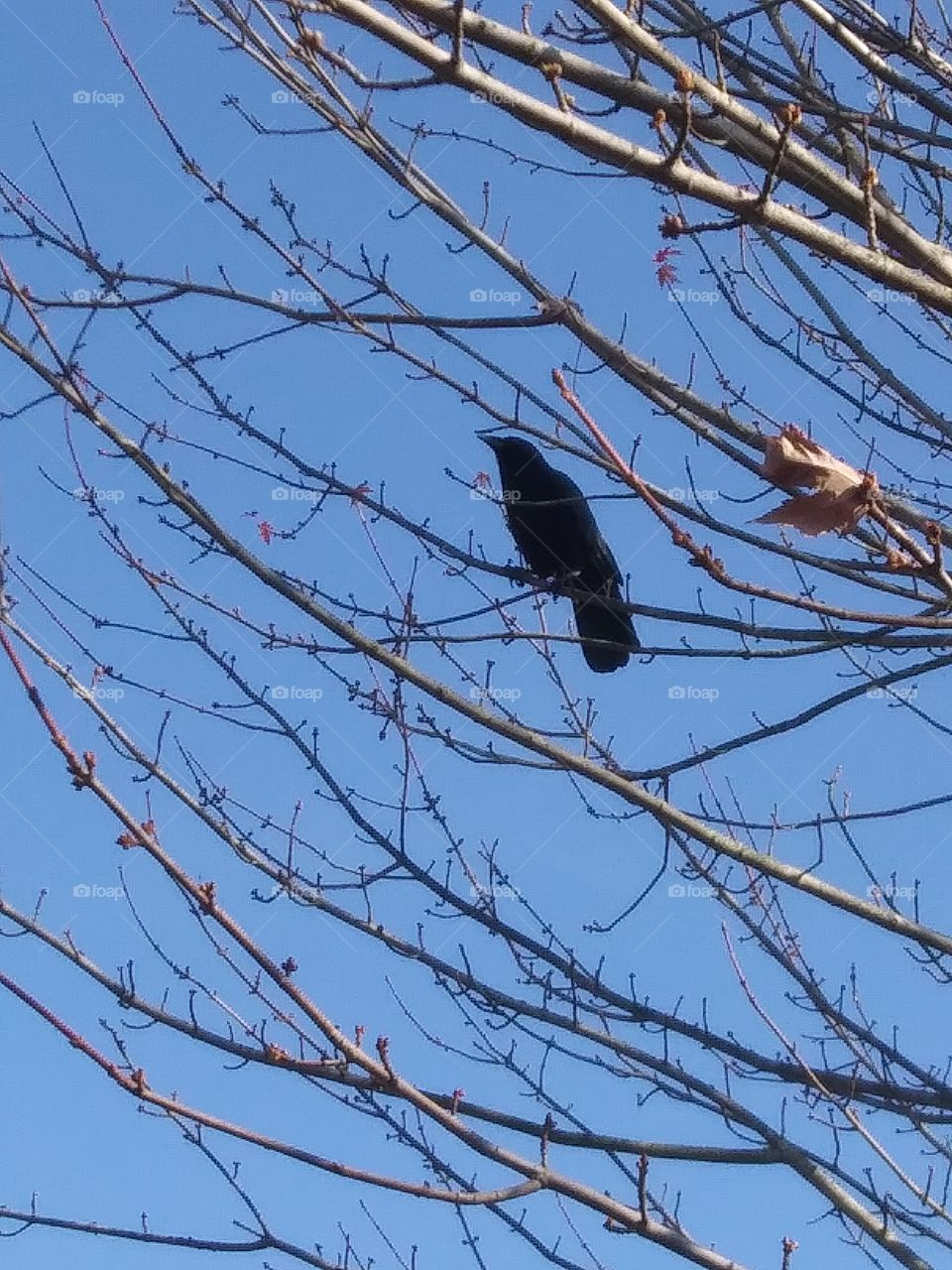 crow in tree