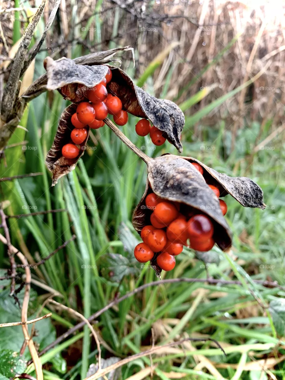 Just beautiful plant 