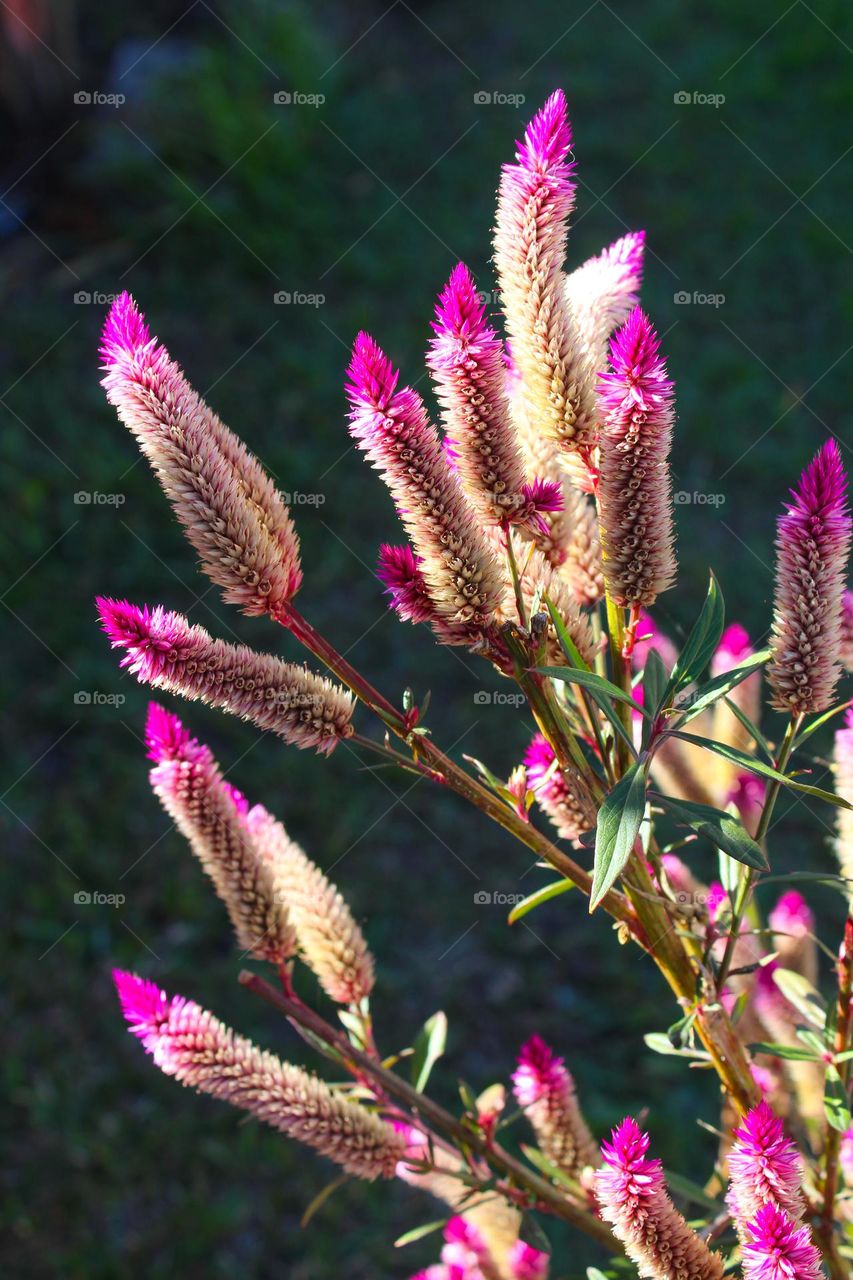 Feathery amaranth or prince's feather,  beautiful flower with a pink feather-like flowers.  Grows in the tropic