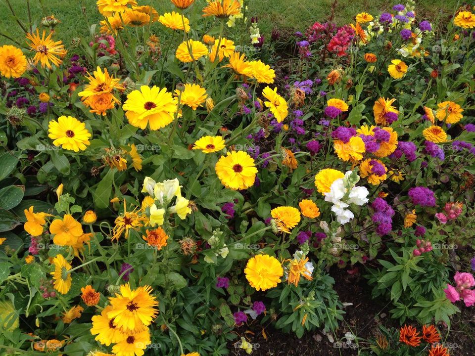 Scotland Flowerbed