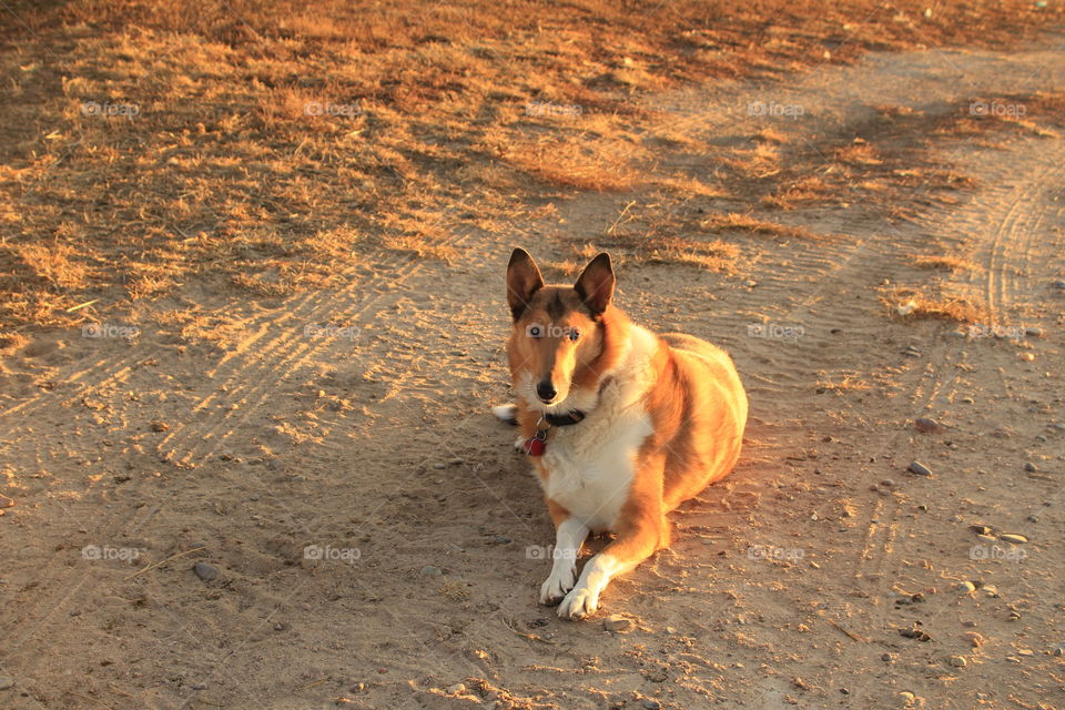Dream, a collie dog, enjoying the warm glow from a November sunrise in Southwest Kansas. 