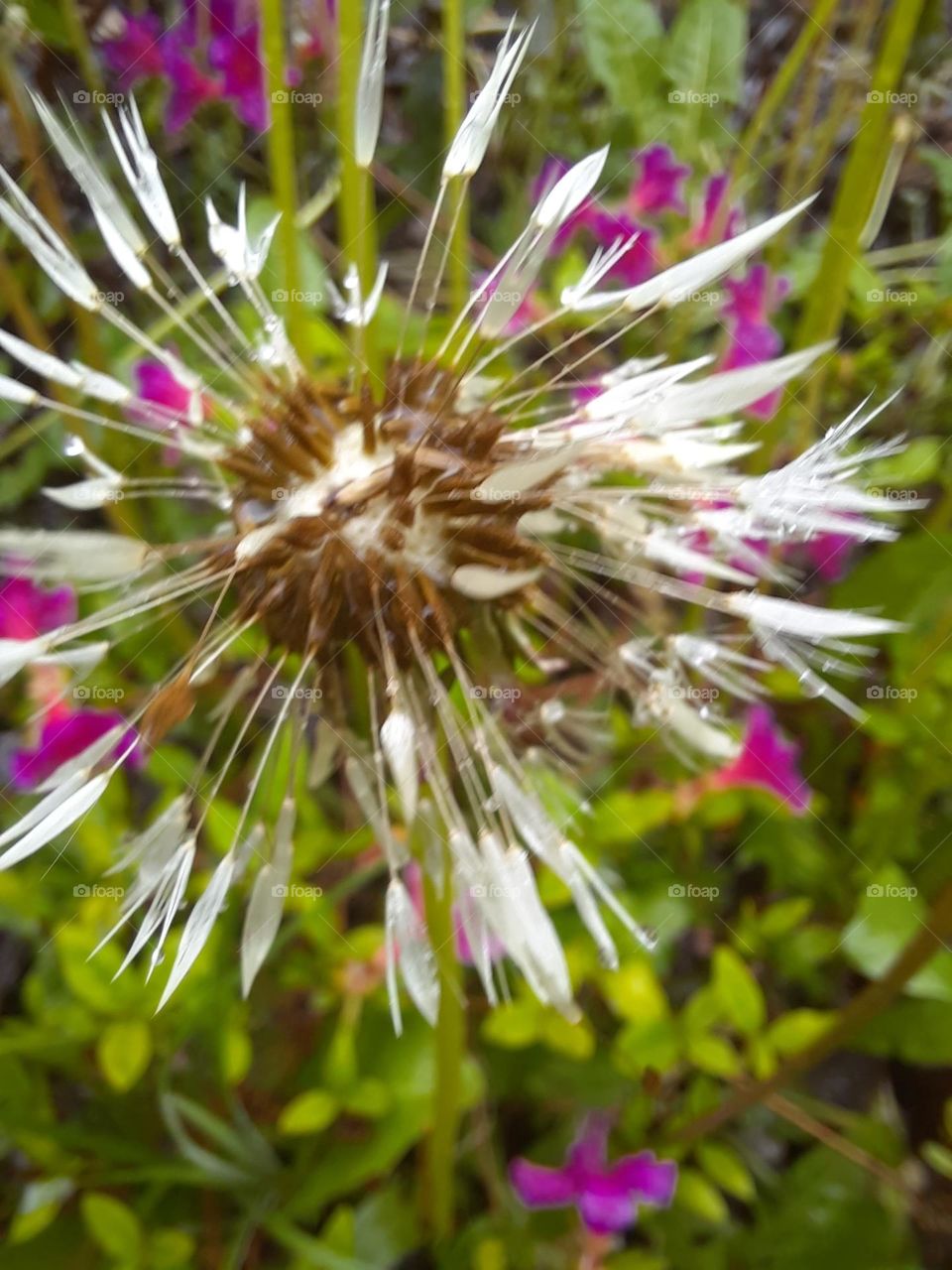 close-up of spring garden