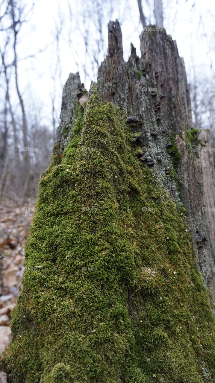 nature ,forest , stump