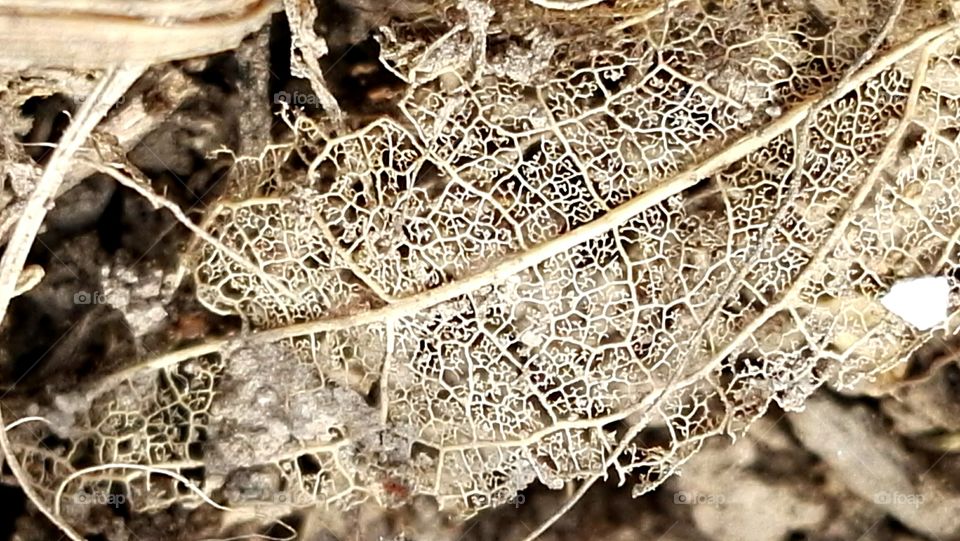 old leaf on a background of sand and soil