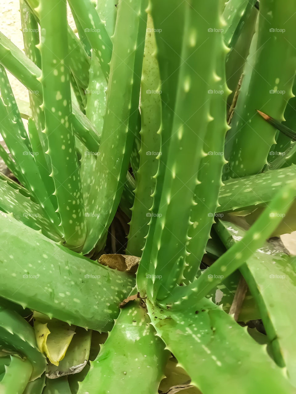 aloevera plant