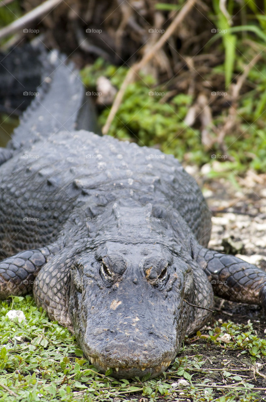 Large Alligator