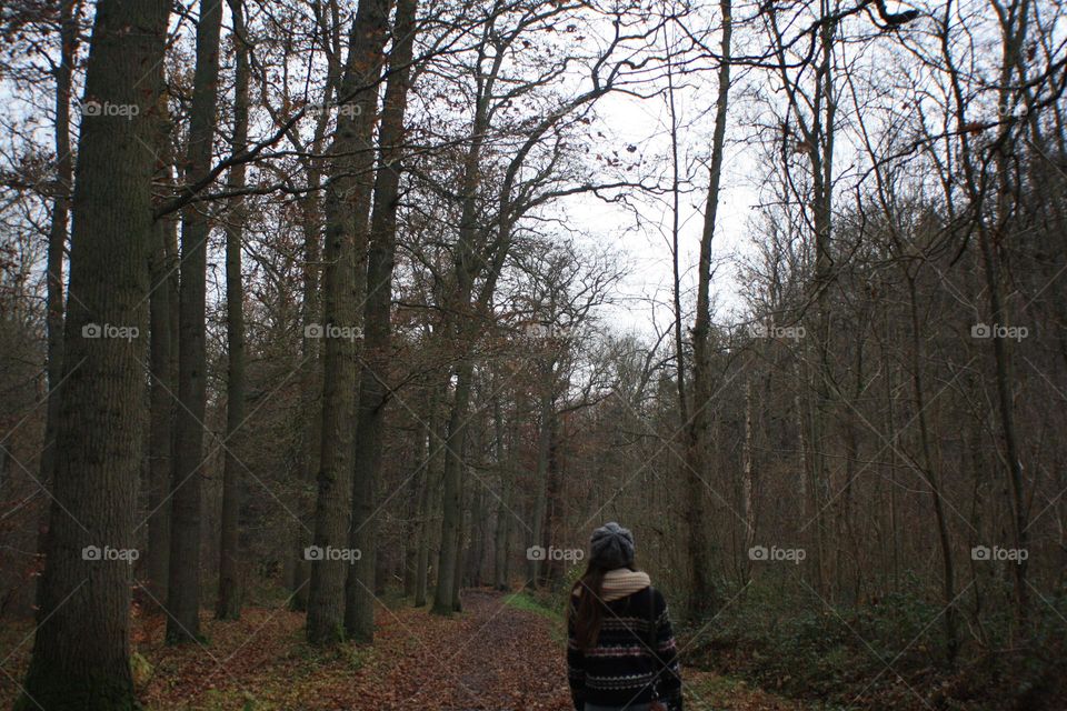 Magic forest in Belgium