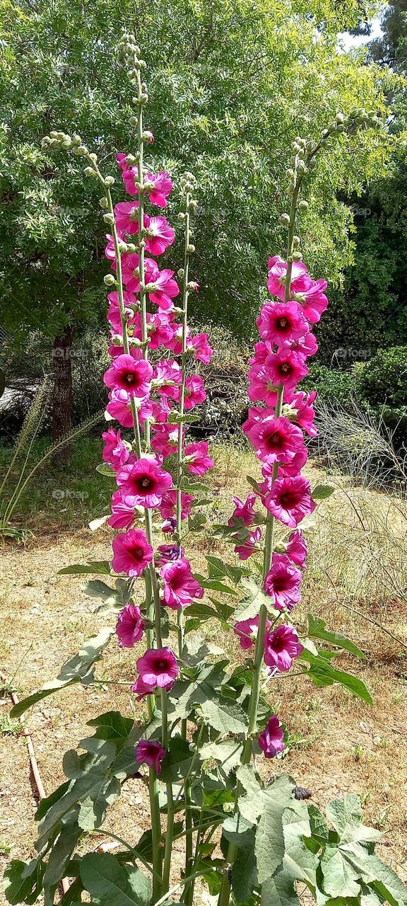 Alcea setosa