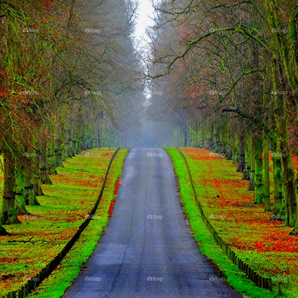 landscape trees road fall by tonythomas