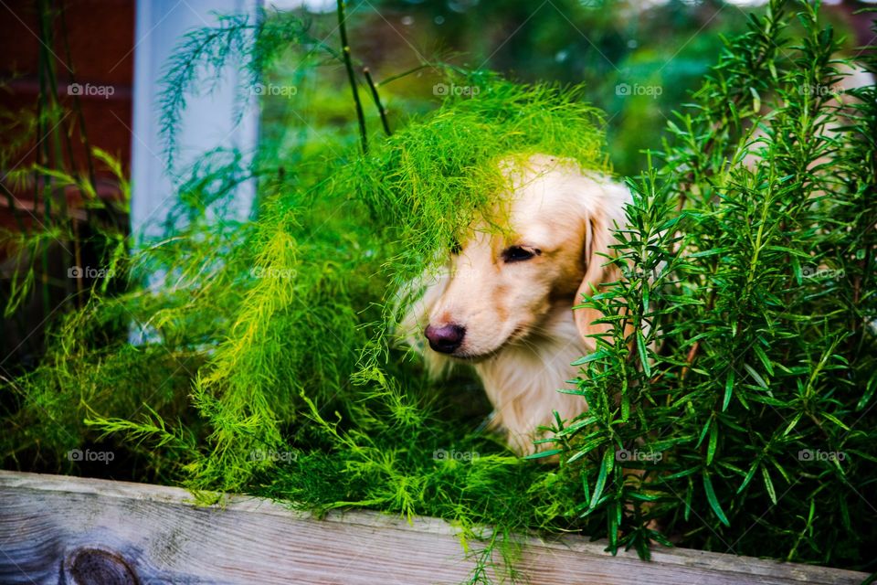 dachshund puppy exploring herb garden