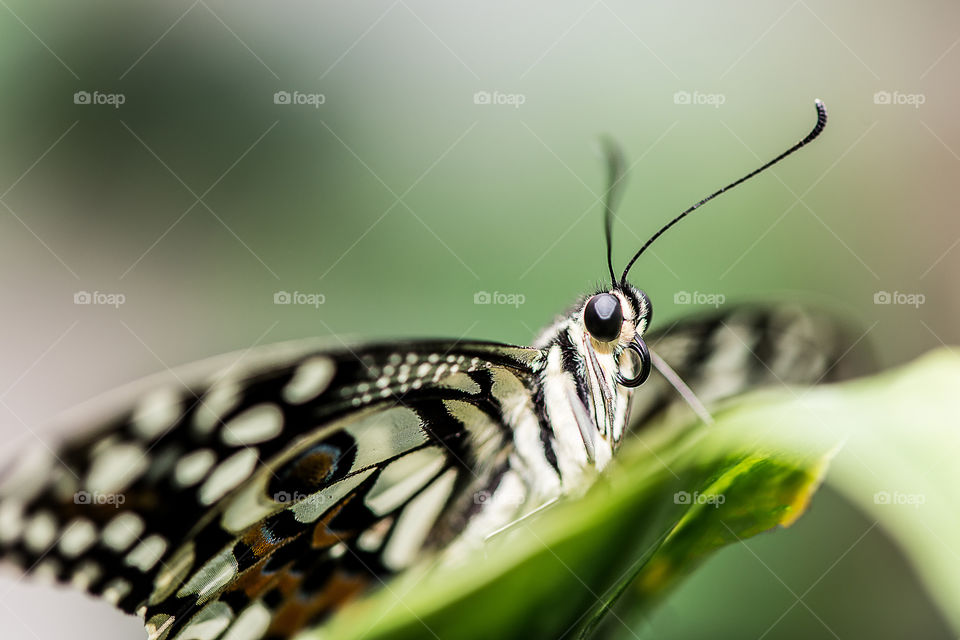 baterfly in a green meadow, close-up, selective focus, blurred background