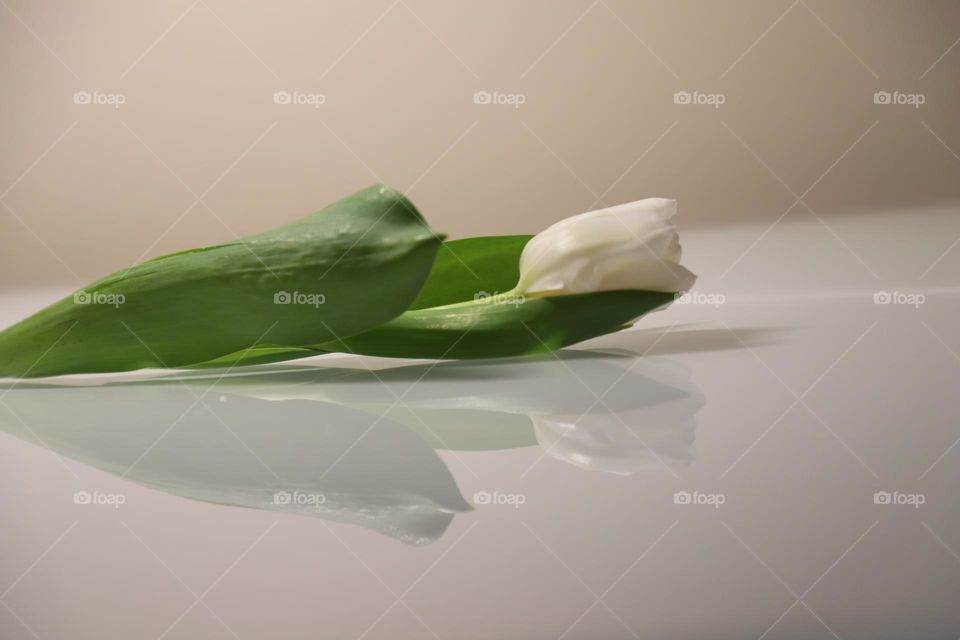 White tulip mirroring in a glassy white tabletop 