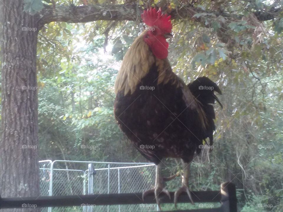 Rooster Roosting