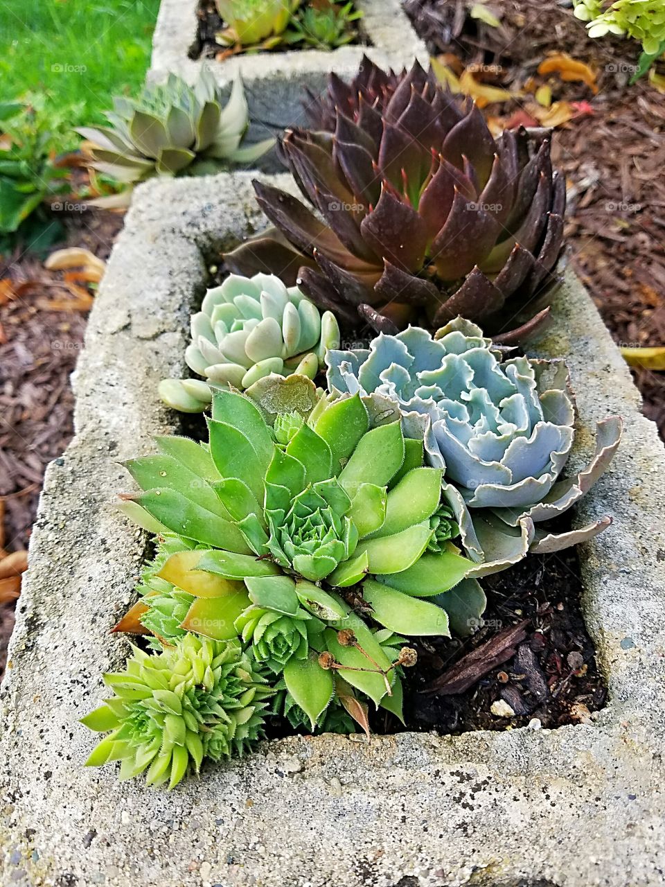 Succulent Container