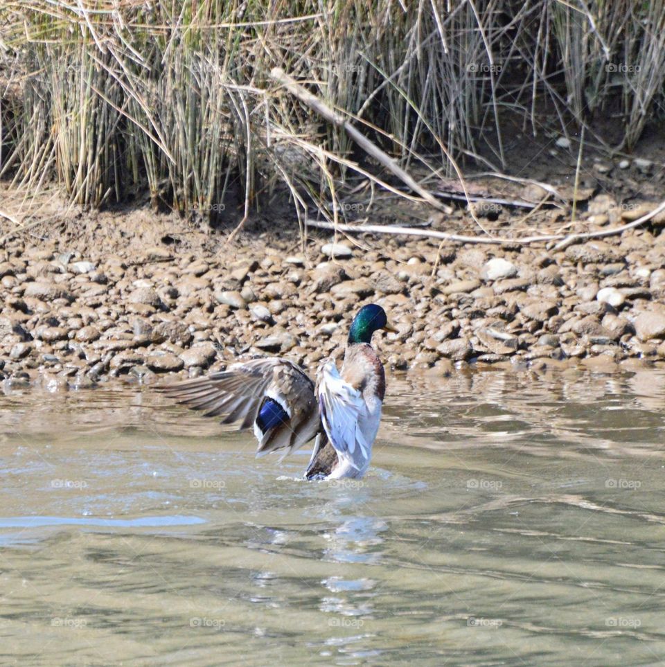 wildlife of a duck flapping its wings in a river