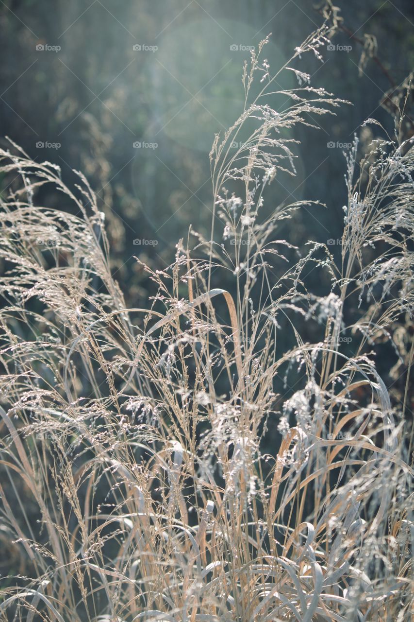 Tall dried grass