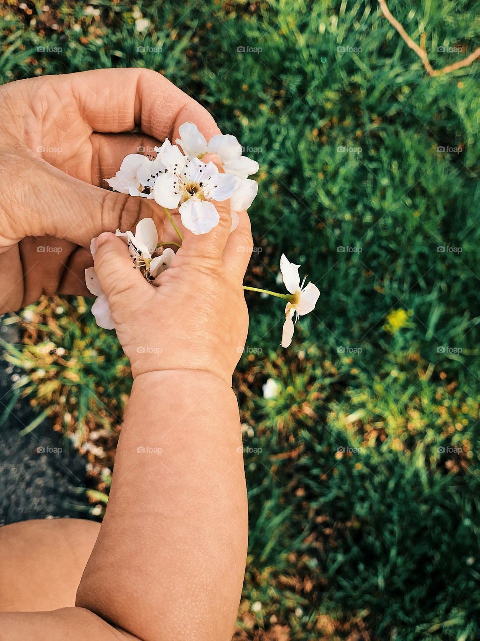 Parents gentle moments with baby, baby in nature, hands of baby and parent, Hands in nature, showing baby natural beauty 