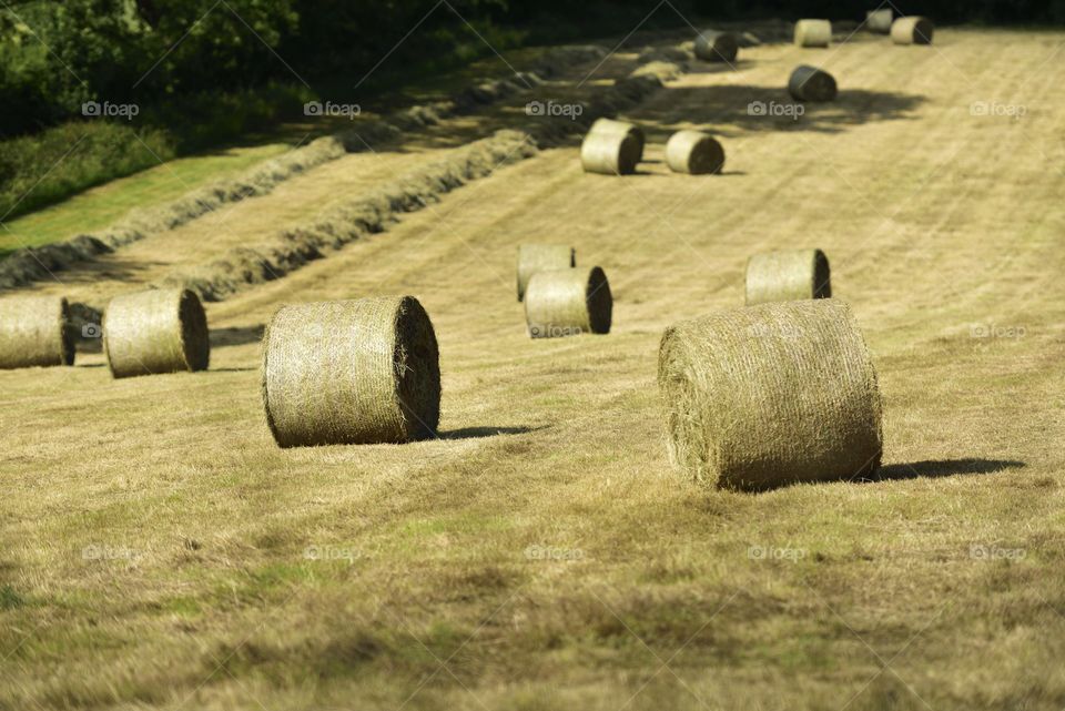 rolling hay bales