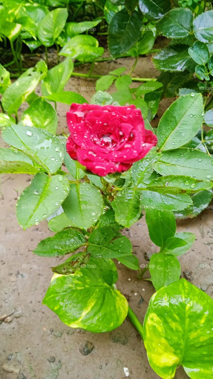 It is a hybrid rose flower, cultivated in Europe since ancient time, it is garden shrub, shoot at wed, 15 jun, 2022, 6:00 pm, lucknow india.