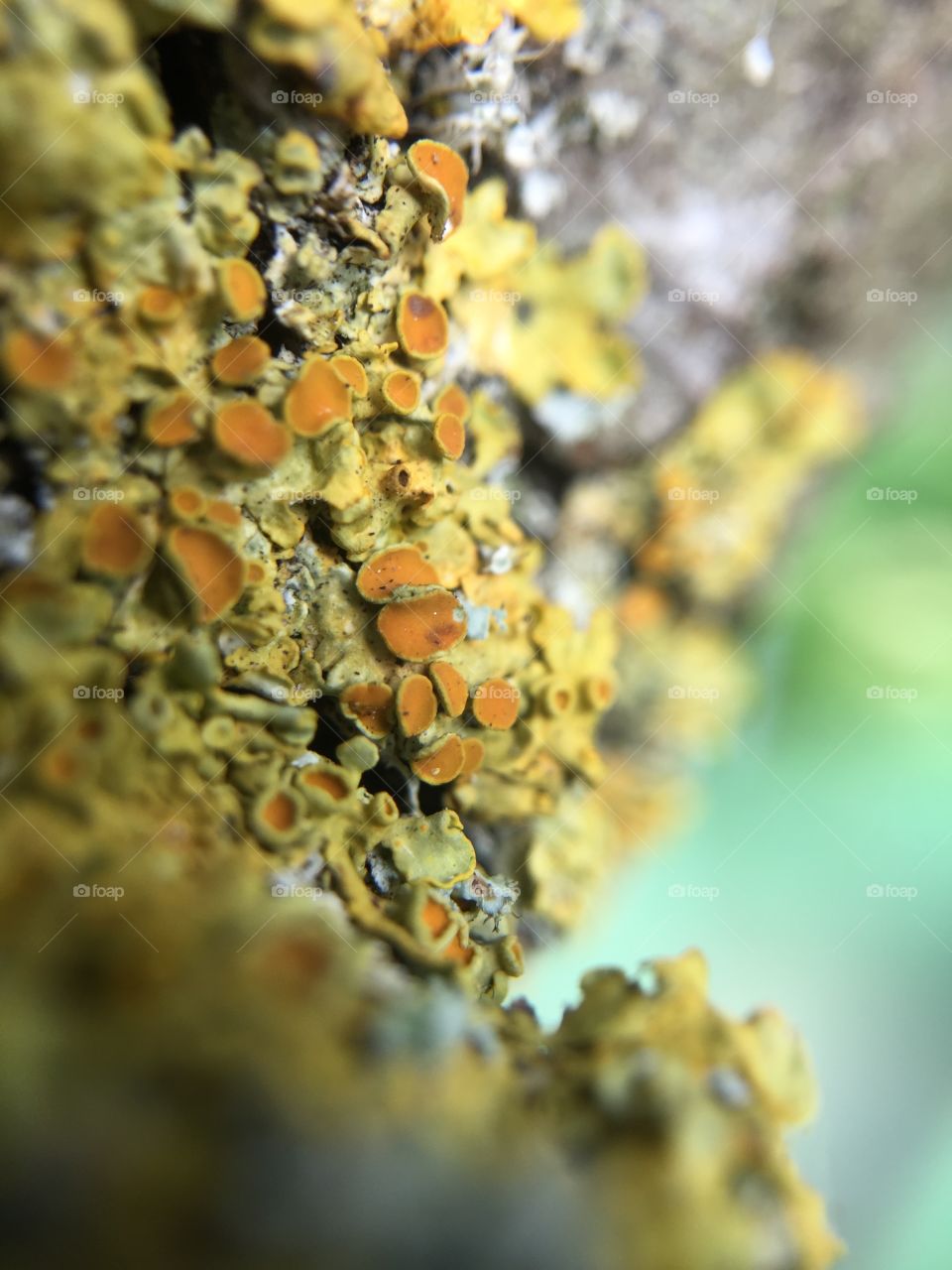 foliose, or leafy, lichen