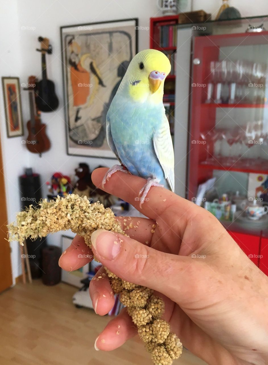 Budgie Willi 