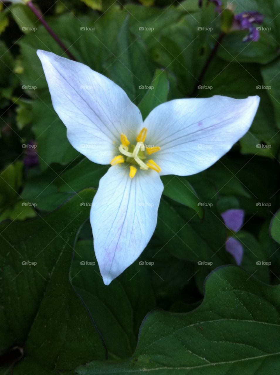 White trillium 