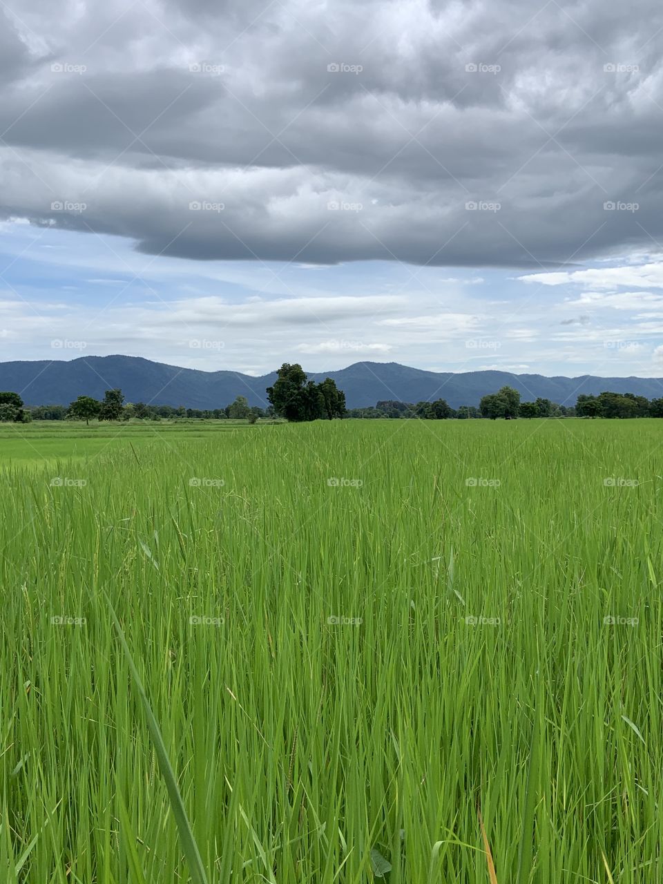 Rices field around everywhere, Countryside (Thailand)