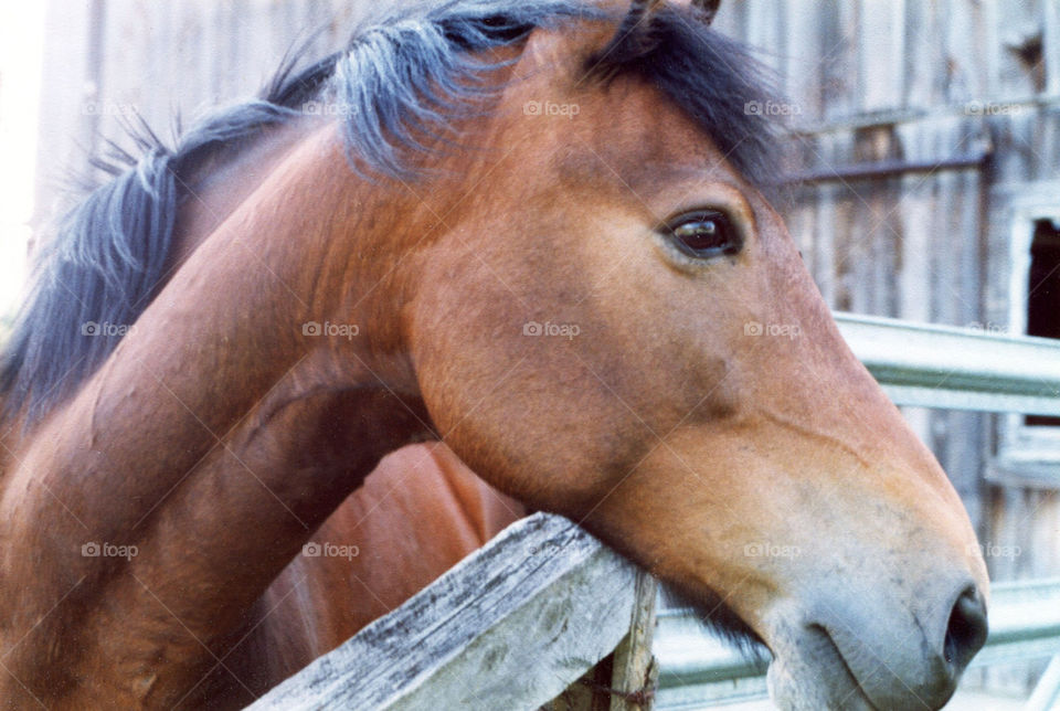 Lynn ' s Horse