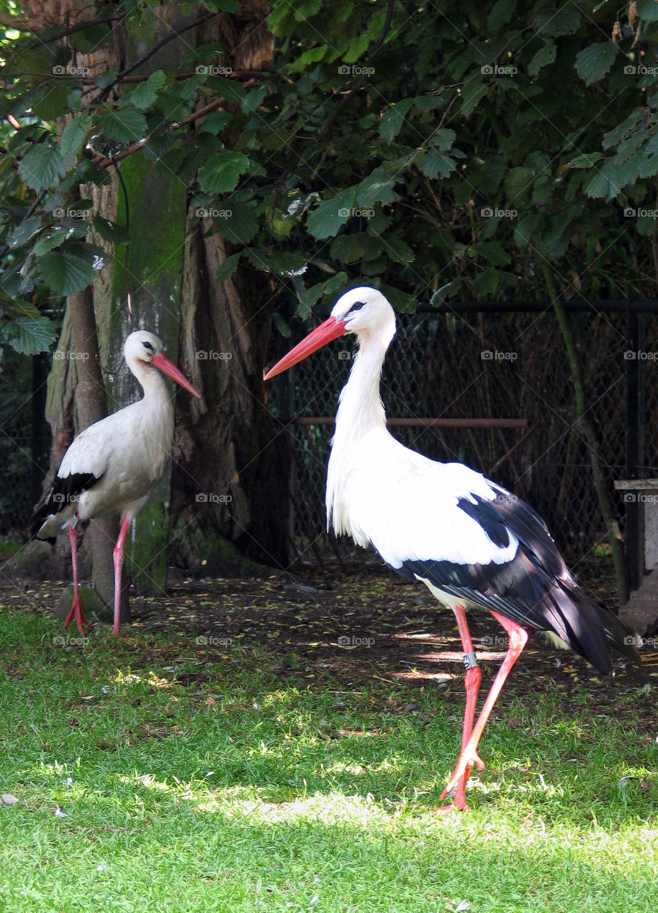 Storks