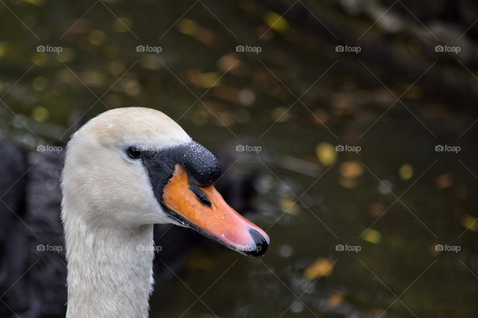 close up of mute swan