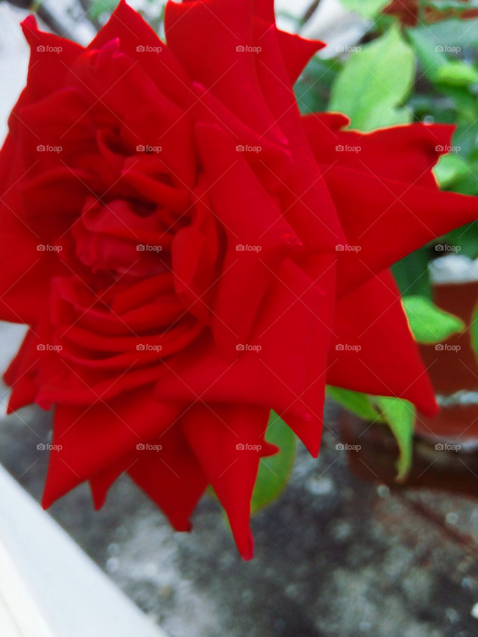 beautiful rose
