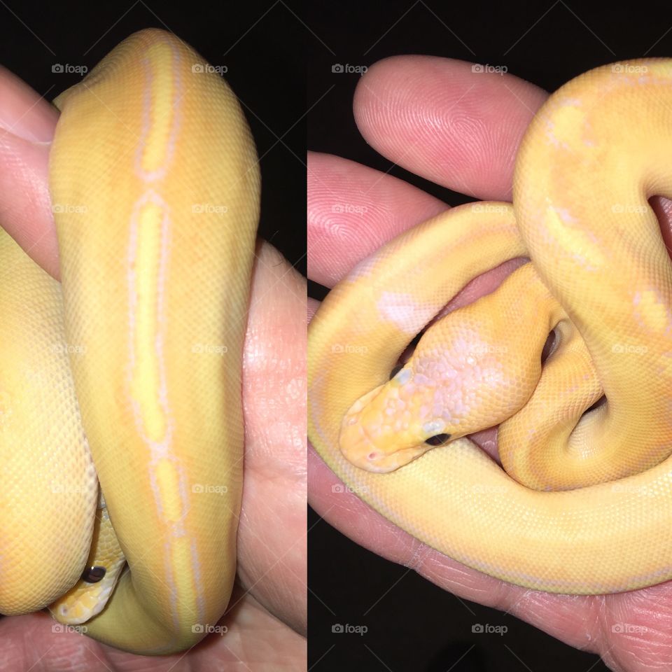 Ball python morph