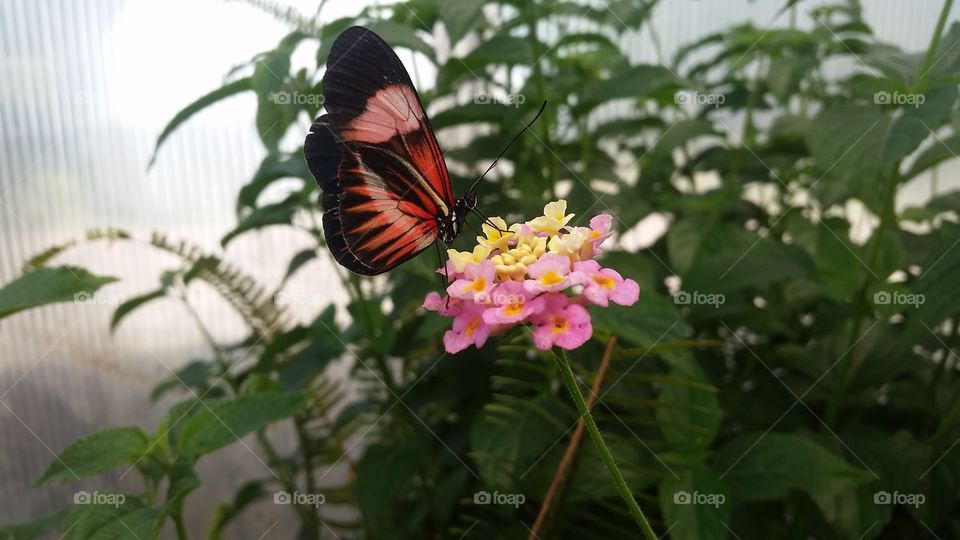 Butterfly with lantana