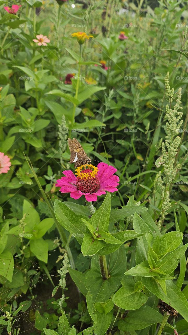 Moth in the center of a field with flowers.