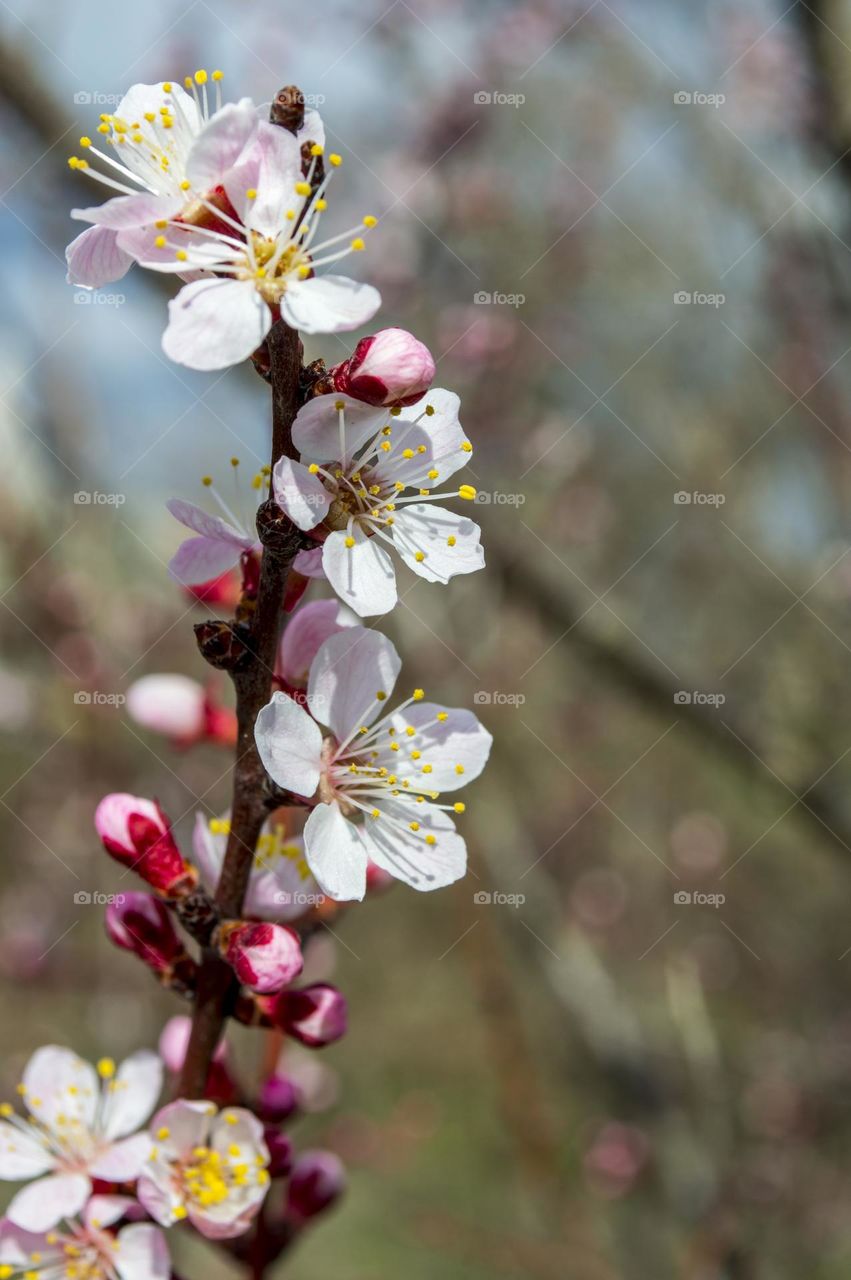 Blossoming branch of apricot.