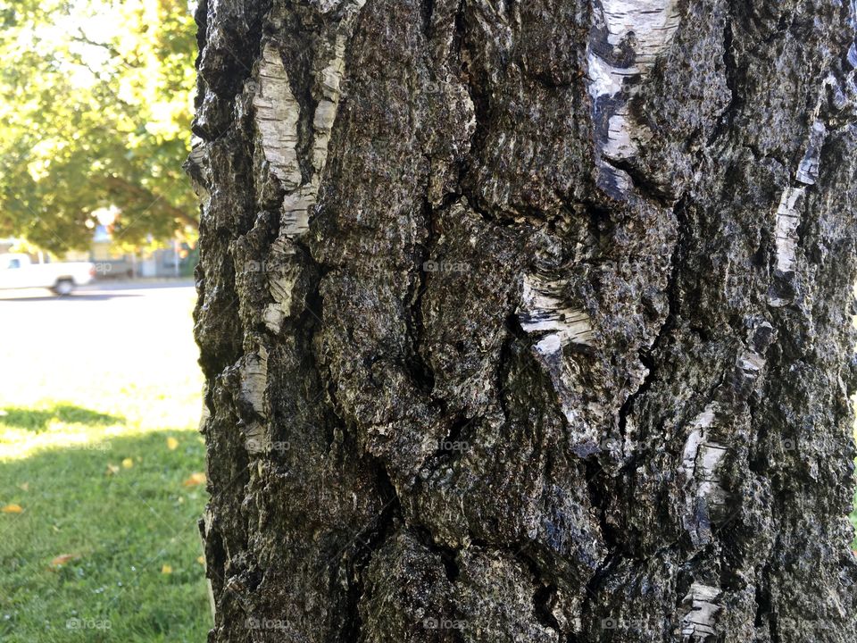 Tree trunk