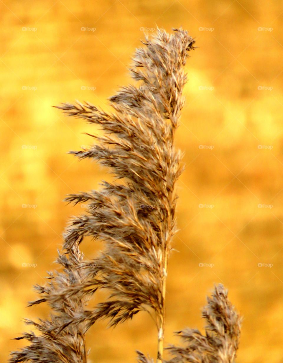 plant in golden sunset