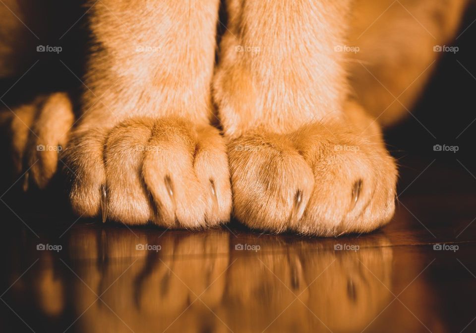 cat’s paws 