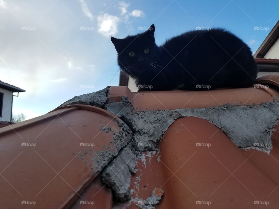 black cat resting on an old house roof in old Ankara,