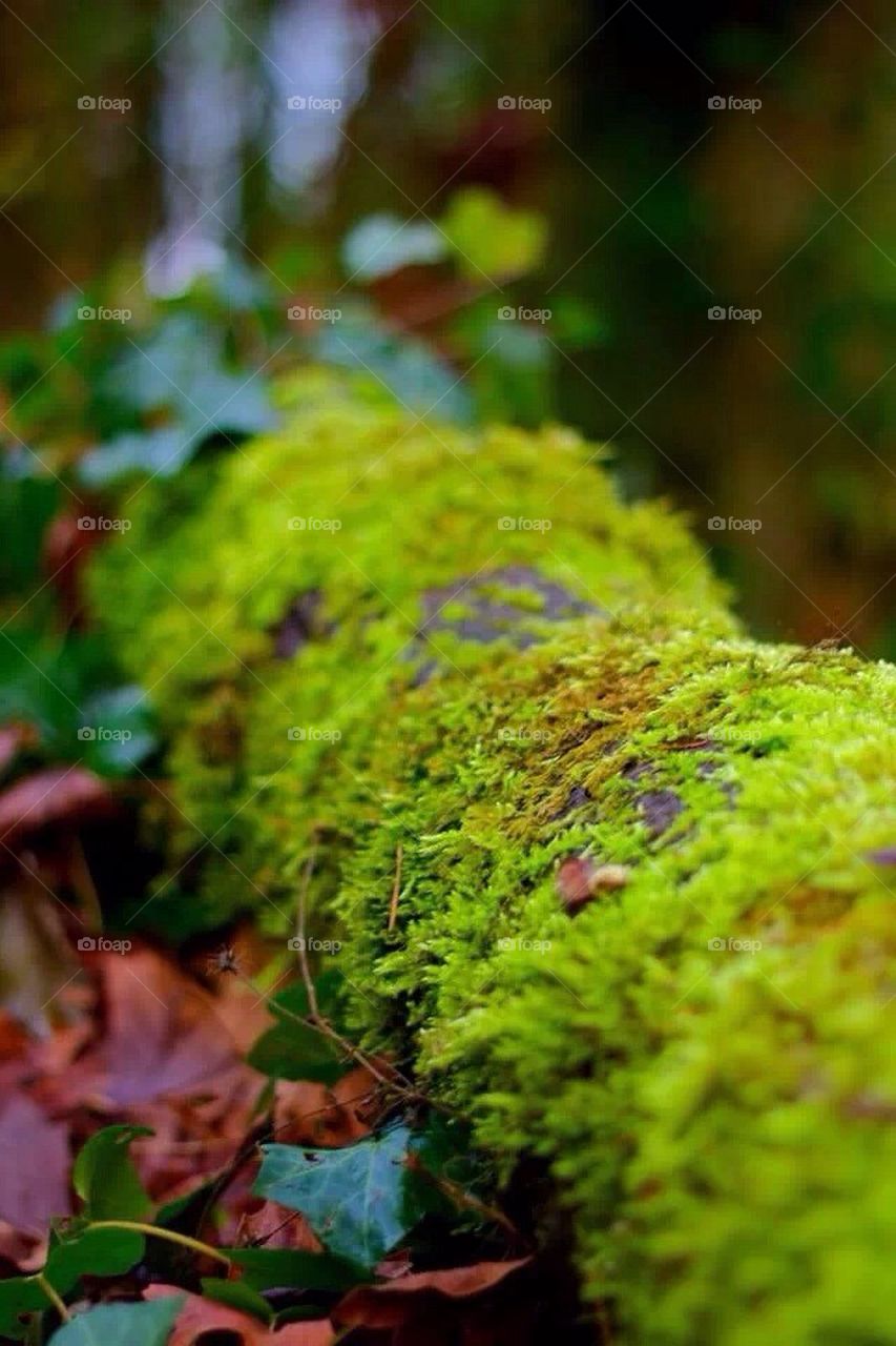 city of portland united states moss leaves by MemoriesbySkye