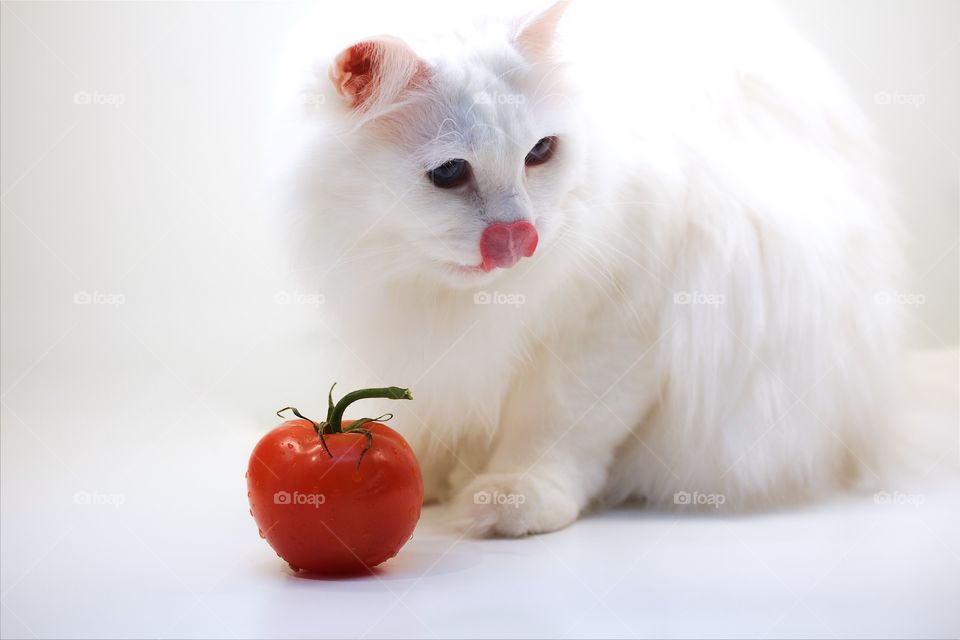 White norwegian forest cat with tomato