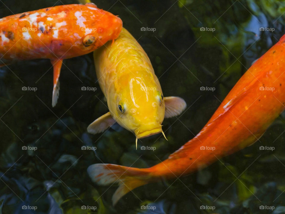 yellow china orange pond by mrpicasso2