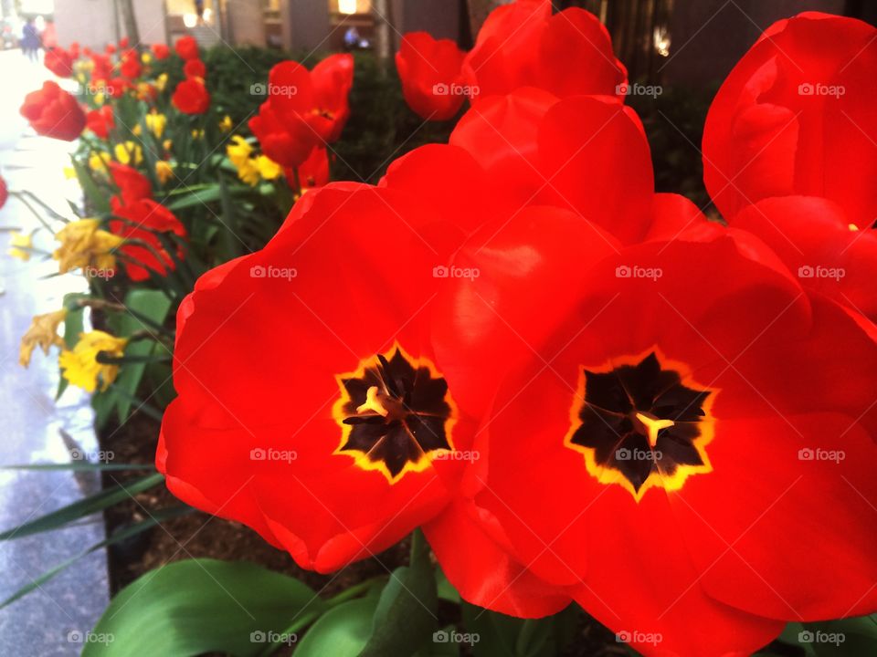 Spring is here. Springtime 