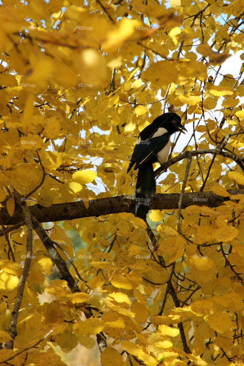 Bird on a branch in yellow tree