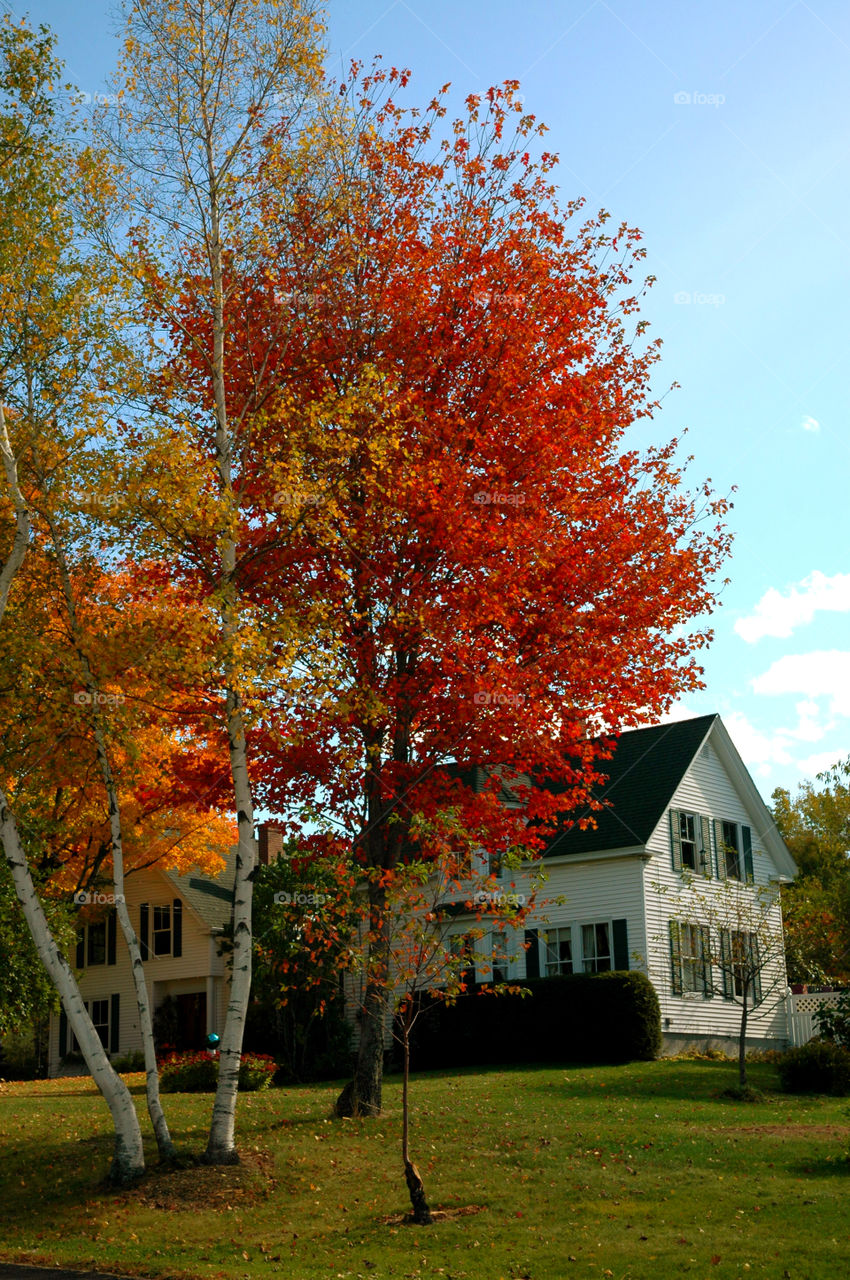 Autumn is my favorite time of year! It is a transition between summer and winter. The weather is unpredictable, and in some areas the tree leaves turn into the most fantastic orange, red, yellow, and golden brown. When you drive through the country, the sun burst on the multicolored hillsides, so vivid it is unbelievable!