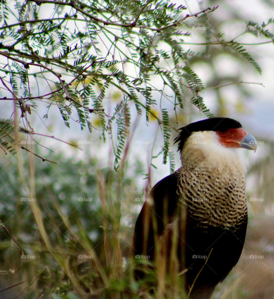 Crested caracara