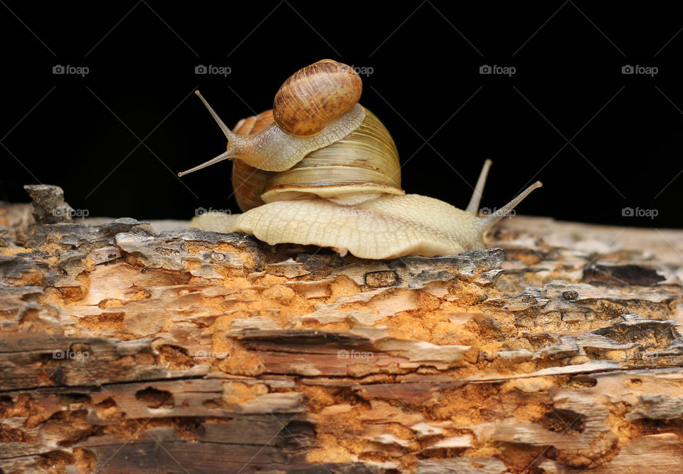Snails on the old wood background